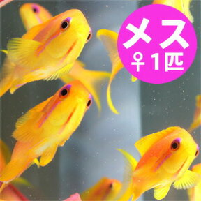 インドキンギョハナダイ メス 5-7cm±! 海水魚 ハナダイ 餌付け!15時までのご注文で当日発送(t118