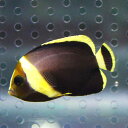 キヘリキンチャクダイ 幼魚 3-5cm±!海水魚 ヤッコ 15時までのご注文で当日発送(t111