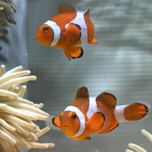 カクレクマノミ Mサイズ 【3匹セット】 ! 海水魚 クマノミ ★!15時までのご注文で当日発送(t115