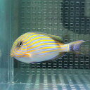 ニジハギ 5-7cm± コケ掃除!海水魚 ハギ (t119
