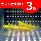 ギンガハゼ イエロー 3-5cm± 3匹セット 海水魚 ハゼ! 餌付け 15時までのご注文で当日発送(t121