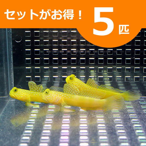 トゲチョウ