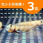 ヤマブキハゼ 4-6cm± 3匹セット 海水魚 ハゼ! 餌付け 15時までのご注文で当日発送(t121