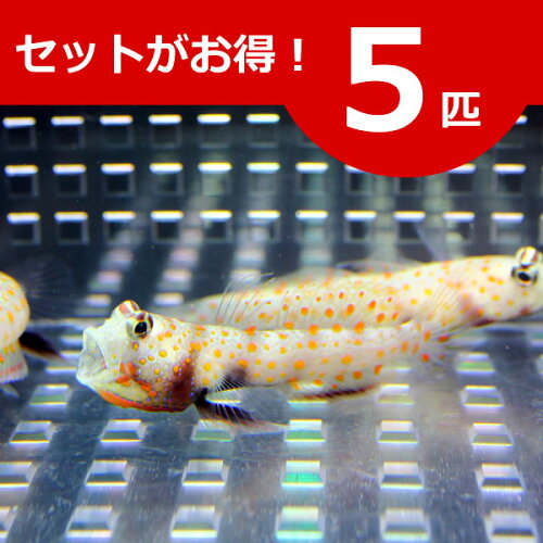 トゲチョウ