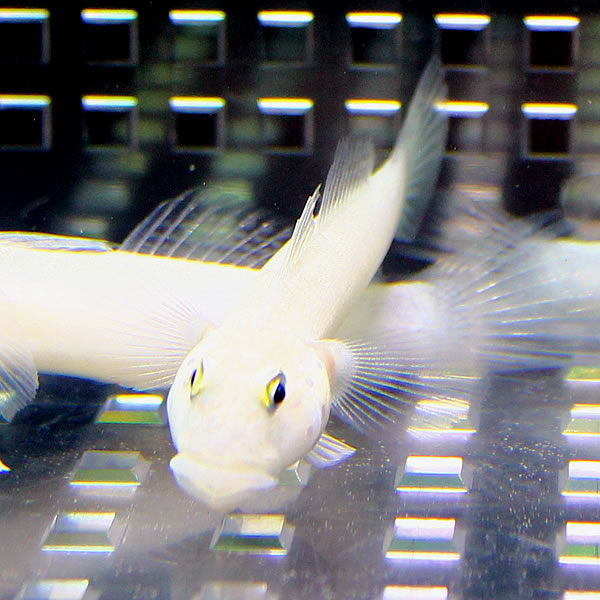楽天市場 ミズタマハゼ 3匹セット 海水魚 ハゼ 餌付け 15時までのご注文で当日発送 T121 アクアギフト楽天市場店 みんなのレビュー 口コミ 楽天市場 ミズタマハゼ 3匹セット 海水魚 ハゼ 餌付け 15時までのご注文で当日発送 T121 アクアギフト楽天市場店 みんなのレビュー 口コミ