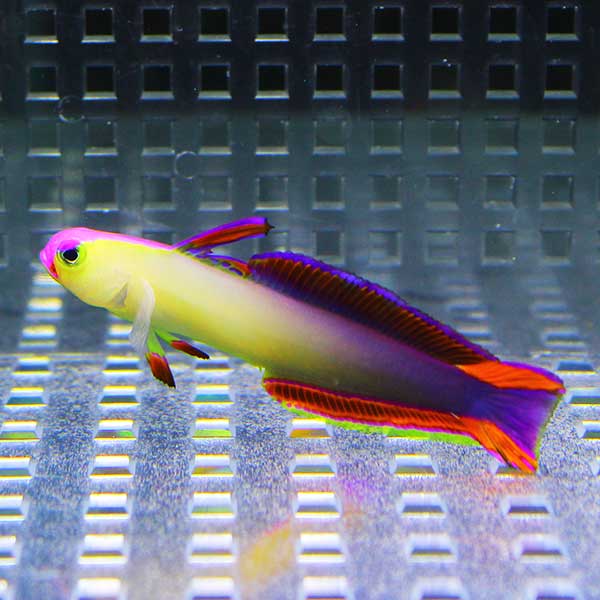 アケボノハゼ 4-6cm± 【1匹】 ! 海水魚 ハゼ 餌付け 【15時までのご注文で当日発送【ハゼ】