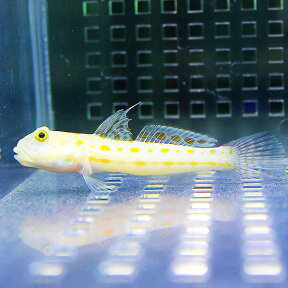 オトメハゼ 3-5cm± 海水魚 ハゼ! 餌付け 15時までのご注文で当日発送(t121