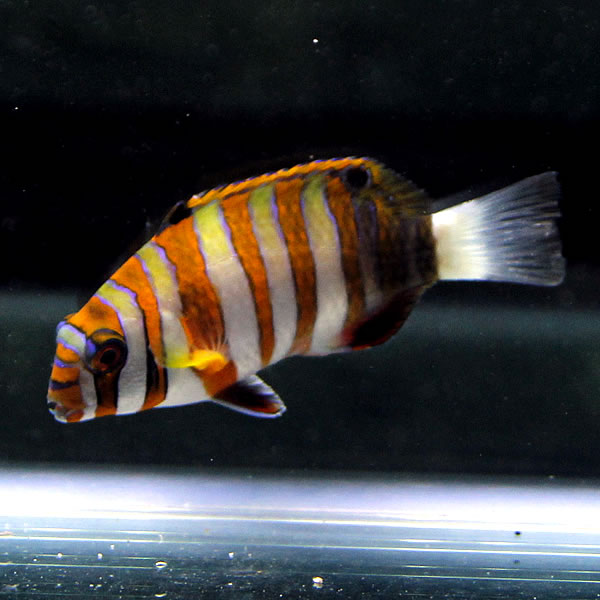 シチセンベラ 5-7cm± 海水魚 ベラ! 15時までのご注文で当日発送(t122