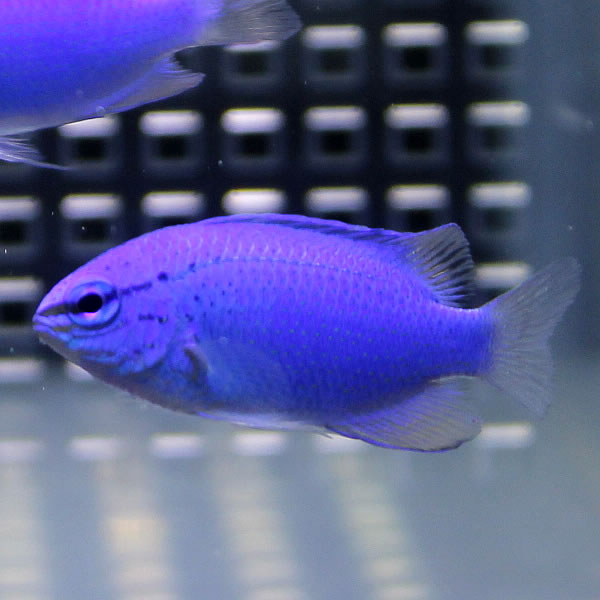 ルリスズメダイ 5匹セット ! 海水魚 スズメダイ 餌付け!15時までのご注文で当日発送(t117