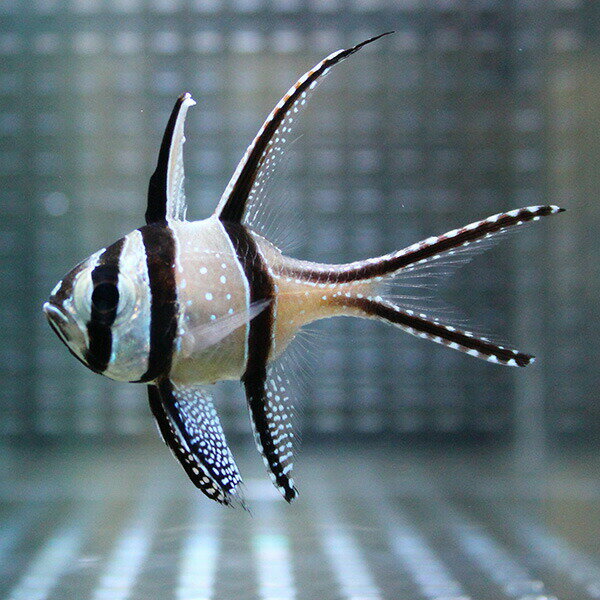 プテラポゴン カウデルニー 4-6cm【1匹】! 海水魚 テンジクダイ 15時までのご注文で当日発送(t116のサムネイル