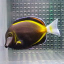 ナミダクロハギ 7-9cm±海水魚 ハギ 15時までのご注文で当日発送(t119