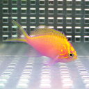 粒エサOK ハナゴンベ 【1匹】 4-6cm± ! 海水魚 ゴンベ キュア済★!15時までのご注文で当日発送(t118【ゴンベ】