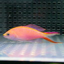 オオテンハナゴイ 【1匹】 海水魚 ハナダイ! 15時までのご注文で当日発送(t118