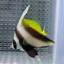 シマハタタテダイ 5-7cm±! 海水魚 チョウチョウウオ !15時までのご注文で当日発送(t114