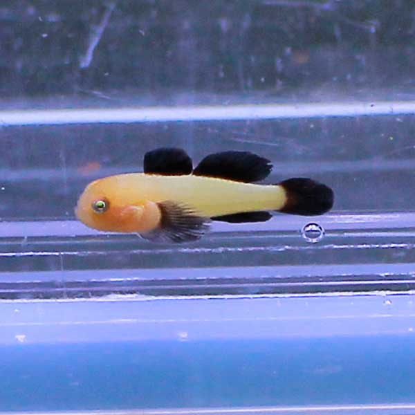 パンダダルマハゼ 1cm±!海水魚 ハゼ 15時までのご注文で当日発送(t121