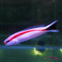 アルビノハイホームルビープラチナ 約13cm（熱帯魚ディスカス生体淡水魚）