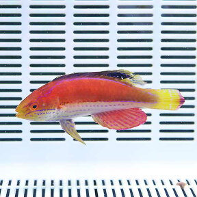 クレナイイトヒキベラ 7-9cm± ! 海水魚 ベラ 餌付け!15時までのご注文で当日発送(t122