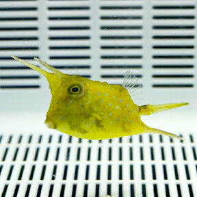 コンゴウフグ 4-6cm±! 海水魚 フグ 餌付け15時までのご注文で当日発送(t123