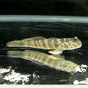 オイランハゼ7-10cm±!海水魚ハゼ【15時までのご注文で当日発送】【ハゼ】