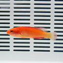 マグマフェアリーラス 5-7cm!海水魚 ベラ 15時までのご注文で当日発送(t122