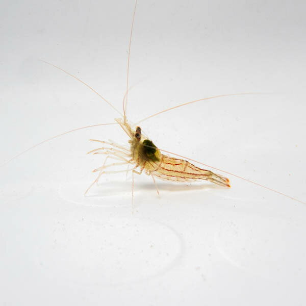 ペパーミントシュリンプ 3匹 2-4cm±! 海水魚 エビ カーリー対策【15時までのご注文で当日発送】(t129