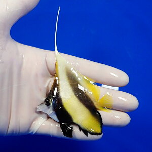カリビアンロングスナウト