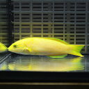 ヤマブキベラ 10-12cm ! 海水魚 ベラ 15時までのご注文で当日発送(t122