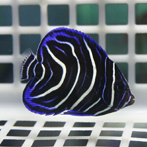 サザナミヤッコ5-7cm±!海水魚ヤッコ15時までのご注文で当日発送【ヤッコ】