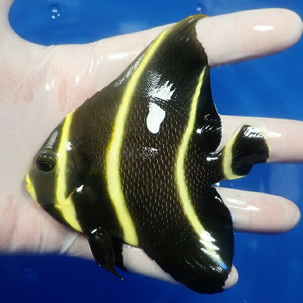 【現物6】フレンチエンゼル 10cm± !海水魚 ヤッコ 15時までのご注文で当日発送(t111のサムネイル