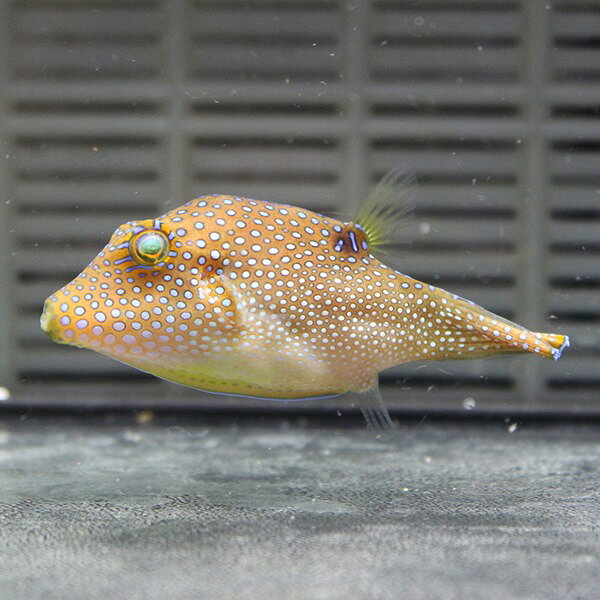 インドパシフィックトビー 5-7cm± ! 海水魚 フグ 15時までのご注文で当日発送(t123