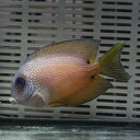 サザナミハギ 7-9cm± ! 海水魚 ハギ 15時までのご注文で当日発送(t119