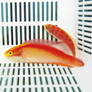 Spanishhogfish