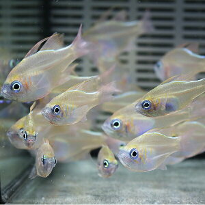イトヒキテンジクダイ4-5cm±5匹セット!海水魚テンジクダイ餌付け15時までのご注文で当日発送【テンジクダイ】