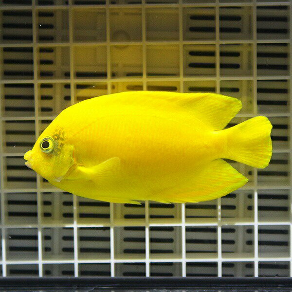 海水魚ヤッコ ウズマキ みんな探してる人気モノ 海水魚ヤッコ ウズマキ ペット ペットグッズ 海水魚ヤッコ ウズマキ みんな探してる人気モノ 海水魚ヤッコ ウズマキ ペット ペットグッズ