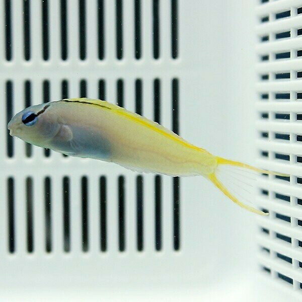 オウゴンニジギンポ 5-7cm±! 海水魚 生体 ギンポ 15時までのご注文で当日発送【ギンポ】