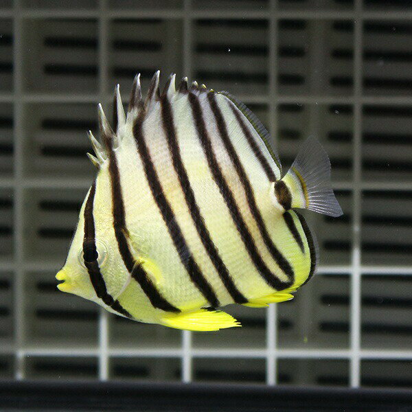 ヤスジチョウチョウウオ 4-6cm±! 海水魚 チョウチョウウオ 15時までのご注文で当日発送(t114