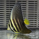 ヒレナガハギ 4-6cm± 海水魚 ハギ! 苔取 (t119