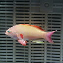 キンギョハナダイ オス【3匹セット】 6-8cm±! 海水魚 ハナダイ【餌付け】15時までのご注文で当日発送(t118