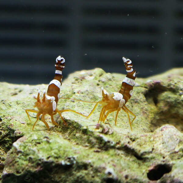 イソギンチャクモエビ 【5匹】1-2cm± !【15時までのご注文で当日発送】海水魚 (t129