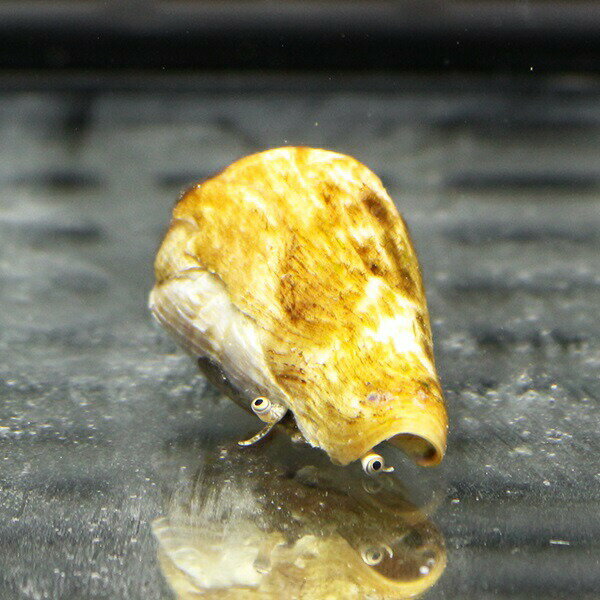 マガキガイ 4-5cm ぐらい 砂のコケ対策に(注意)水なしで送ります!クリーナー 貝 【15時までのご注文で当日発送】(t130