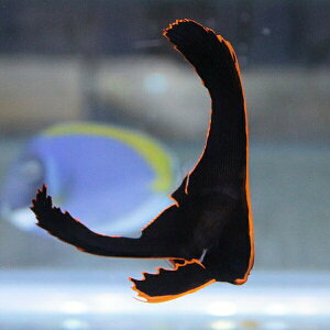 アカククリ
