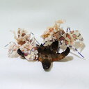 【サンプル画像】フリソデエビ ペア!甲殻類 海水 【15時までのご注文で当日発送】【エビ】
