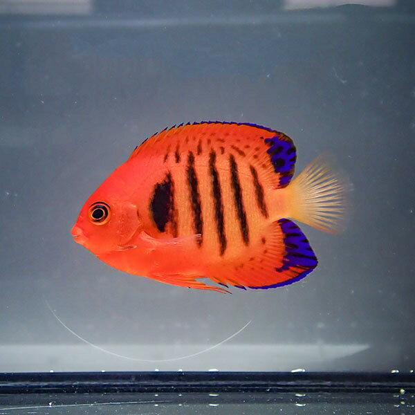 【クリスマス産】フレームエンゼル 7-9cm±!海水魚 生体 ヤッコ15時までのご注文で当日発送(t111