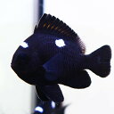 ミツボシクロスズメダイ 3-4cm±! 海水魚 スズメダイ 餌付け 15時までのご注文で当日発送(t117