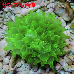 マメスナギンチャク