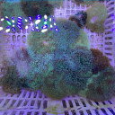 【サンプル】タマイタダキイソギンチャク グリーン 6-8cm 色指定不可!15時までのご注文で当日発送【サンゴ】(t213