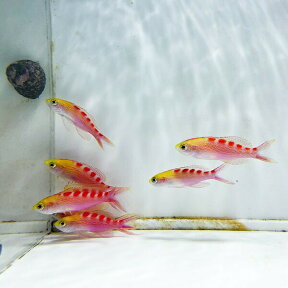 アサヒハナゴイ 5匹セット 5-7cm !海水魚 ハナダイ 餌付け!15時までのご注文で当日発送(t118