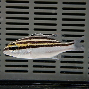 フタスジタマガシラ 3匹セット 5-7cm±! 海水魚 イトヨリダイ 15時までのご注文で当日発送(t116