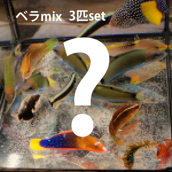 激安 ベラ MIX 3匹set!海水魚 生体 ベラ 15時までのご注文で当日発送(t121