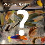 激安 ベラ MIX 3匹set!海水魚 生体 ベラ 15時までのご注文で当日発送(t121